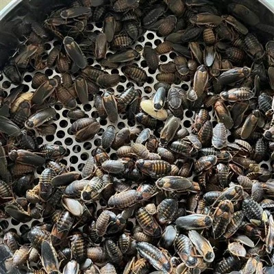 1000 Dubia Roaches