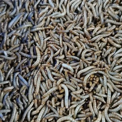 10kg Dried Mealworms