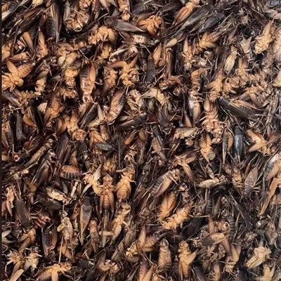 Dried Crickets for Bearded Dragon