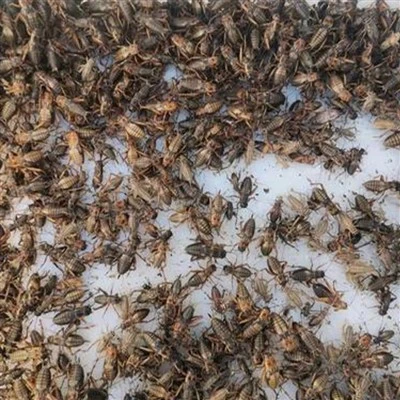 Dried Crickets for Turtles