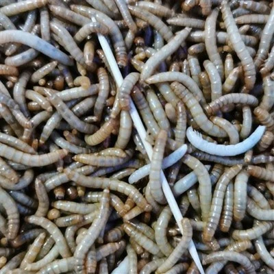 Dried Mealworms 5kg