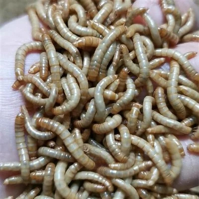 Dried Mealworms for Birds