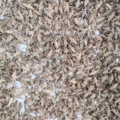 Feeding Leopard Gecko Freeze Dried Crickets