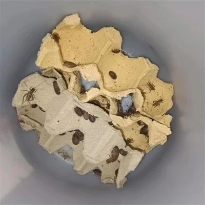 Freeze Dried Crickets for Fishing