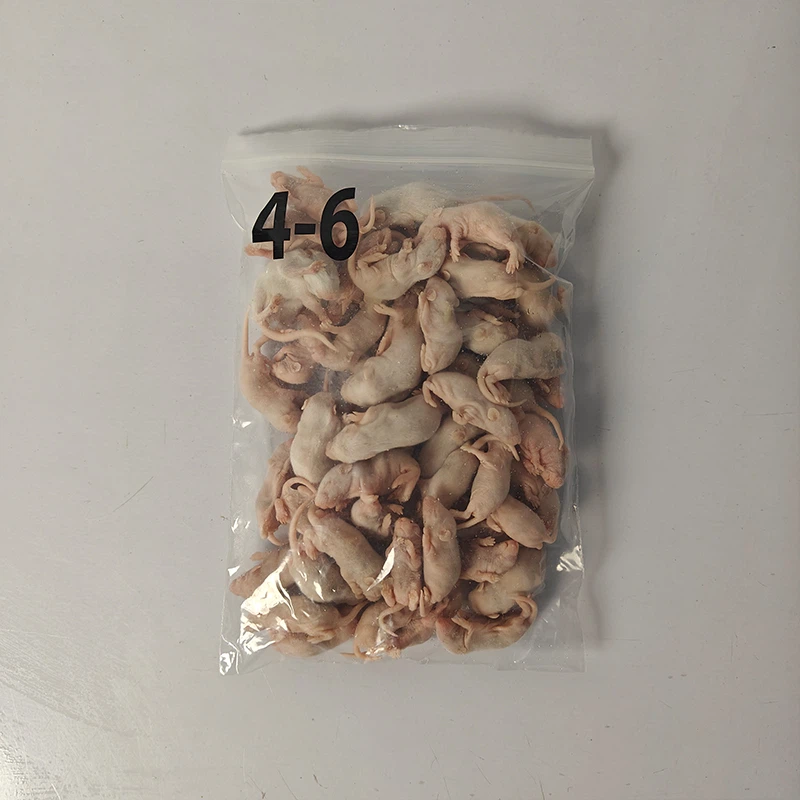 Frozen Pinks Rats