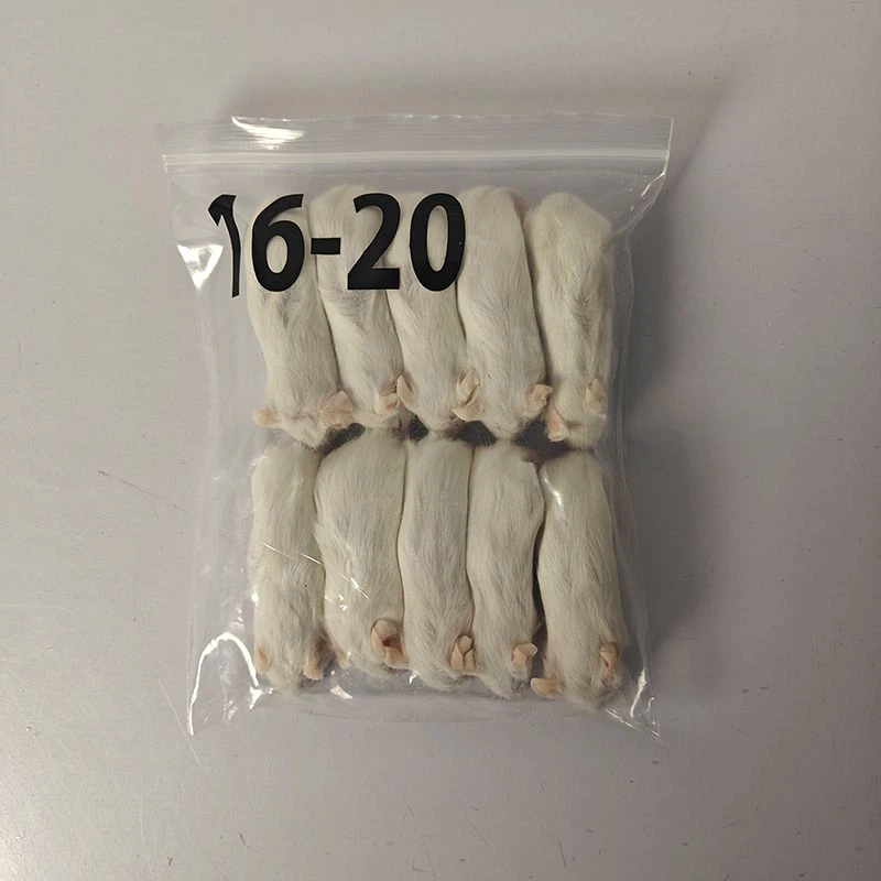 Small White Rats
