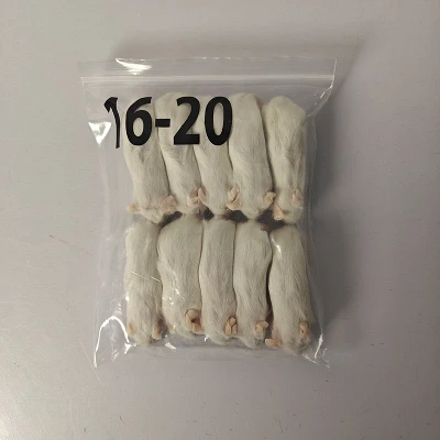 Small White Rats